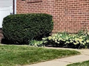 Bush Trimming by Abraham Iraheta for Wendy H. in Syosset, NY