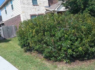 Bush Trimming by Stiarn Titre for Alicia S. in Conroe, TX