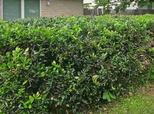 Bush Trimming by Manuel Solis Soto for Ashley M. in The Colony, TX