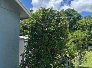 Bush Trimming by Michael Smith for Jessica G. in Margate, FL