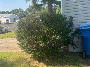 Bush Trimming by Theodore Weir for Mathew F. in Virginia Beach, VA
