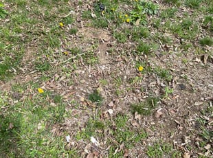 Weeding by Sedrick Wesley for kathryn T. in Kansas City, MO