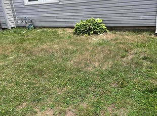 Cleanups by Lorenzo Little for Alexis L. in Springfield, MA