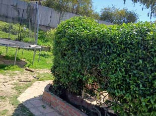Bush Trimming by Dustyn Roberts for Misty O. in San Diego, CA