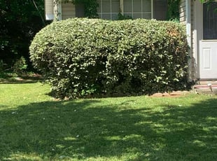 Bush Trimming by Brandon Cummings for Leshandra M. in Decatur, GA