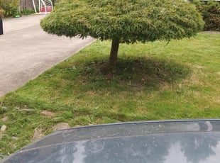 Bush Trimming by Brandon Young for Todd P. in Beaverton, OR