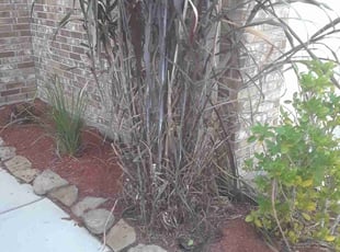 Bush Trimming by Robert Peters for Trent W. in Baytown, TX