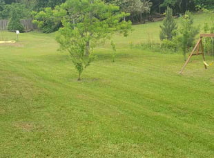 Lisa W.'s Yard Cutting service result
