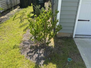 Bonnie M.'s Bush Trimming service result