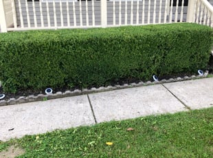 Bush Trimming by Christopher Dejesus for Korrin J. in Smyrna, TN