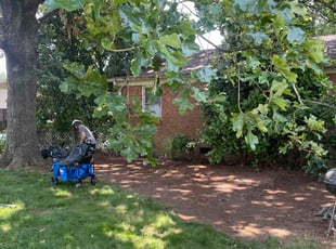 Kaitlyn Z.'s Leaf Removal service result