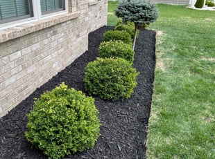 Mulching by Aaron Kapfhammer for Tina B. in Louisville, KY