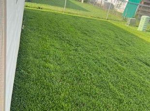 Holander M.'s Lawn Mowing service result