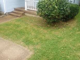 Bush Trimming by Anton Sumlin for Kevin R. in Goodlettsville, TN
