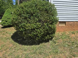 Bush Trimming by Kea J for Jennifer E. in High Point, NC