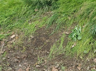 Cleanups by Cameron Cox for Baktygul A. in Independence, MO