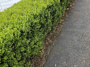 Leaf Removal by Daniel Peruso for Samantha D. in Avoca, PA