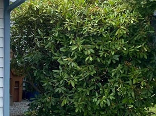 Bush Trimming by Mike Davis for Jason M. in Tacoma, WA