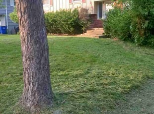 Shirley F.'s Lawn Mowing Service service result