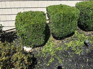 Bush Trimming by Genee Buckner for Caroline M. in St. Louis, MO