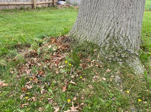 Cleanups by James Serio for Jeffrey L. in Rochester, NY