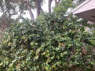 Bush Trimming by Hanif Ibn King for Sam W. in Lakeland, FL