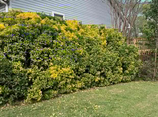 Bush Trimming by John Koonce for Christopher H. in Greer, SC