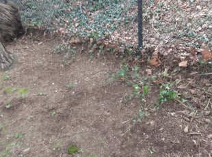 Leaf Removal by Teresa Guenthner for Brian G. in Seattle, WA