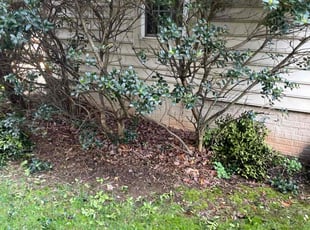 Bush Trimming by Alesandre Duarte for Howie L. in Leesburg, VA