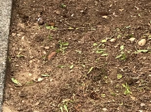 Landscaping by Kane Assata for Matt H. in Mountlake Terrace, WA