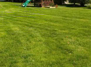 Michael B.'s Grass Cutting service result