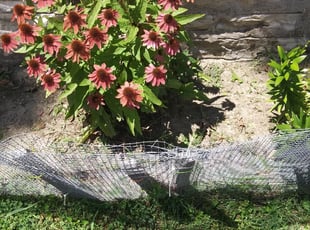 Weeding by Prince Walton for saundra f. in St. Louis, MO