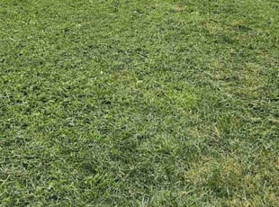Frederick D.'s Lawn Care service result