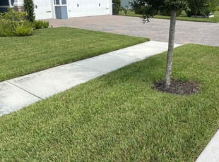 Maribel A.'s Lawn Service service result