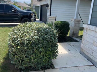 Bush Trimming by Yamil Castro for Nora B. in San Antonio, TX