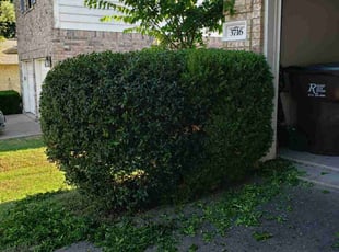 Bush Trimming by Juliana Ledezma for Mason R. in Round Rock, TX