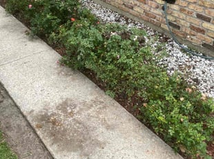 Bush Trimming by Whitney Ransom for Kerry H. in Baton Rouge, LA