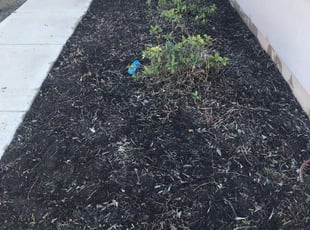 Weeding by Humberto Bernal for Joshua D. in Manor, TX