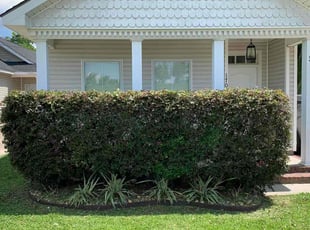 Bush Trimming by Charles Byrd for Mark V. in New Orleans, LA