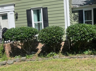 Bush Trimming by Austin Coleman for Jinelle B. in Columbia, SC