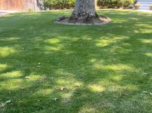 Geneva B.'s Lawn Mowing Service service result