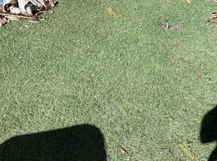 Leaf Removal by Josh P for Lynette F. in Stevenson Ranch, CA