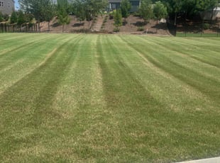 Rupel p.'s Lawn Maintenance service result