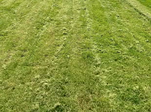 Michael W.'s Lawn Mowing Service service result