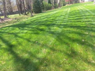 Albert R.'s Lawn Maintenance service result