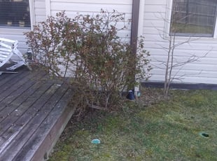 Bush Trimming by Jeremiah Martin for Greg G. in Fletcher, NC