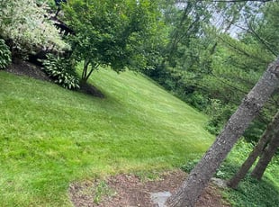 Carol C.'s Grass Cutting service result