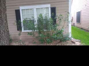 Bush Trimming by Clarence Bryant for Rashid S. in Houston, TX