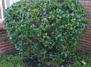 Bush Trimming by Danielle Patterson for Joe W. in Norfolk, VA