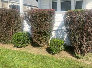 Bush Trimming by James Serio for Tina J. in Rochester, NY